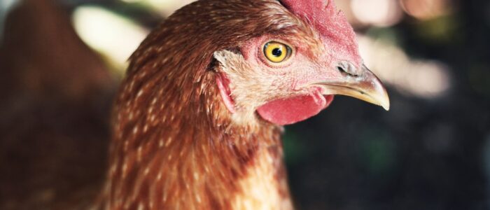Panduan Withdraw yang Aman di Agen Sabung Ayam Online